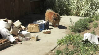 di &flower 2008 our doggies - “CALIFORNIA CATS" 7845 91040 Video Louis Elovitz