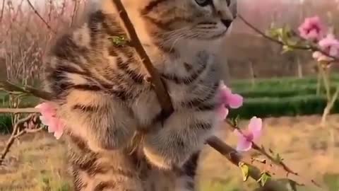 flowery kitten