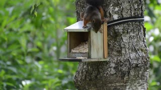 Squirrel Hides Food In Tree House