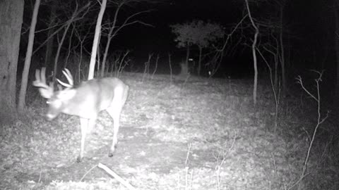 Trail camera pictures