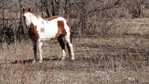 Horses grazing on a farm in Itasca County Minnesota