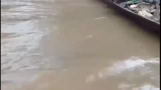 aggressive alligator attacks fishermen's canoe