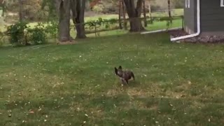 French bulldog doesn't chase ball