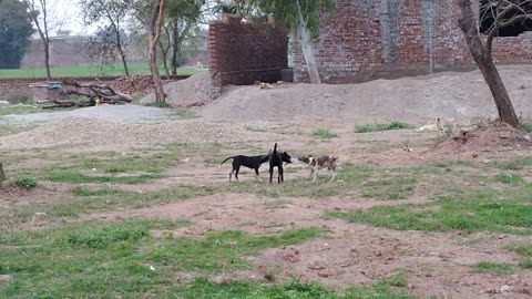 3 dogs are snatching plastic bag from each other mouth