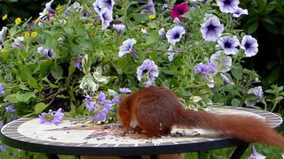 Squirrel Eats Thrown Nuts On Table