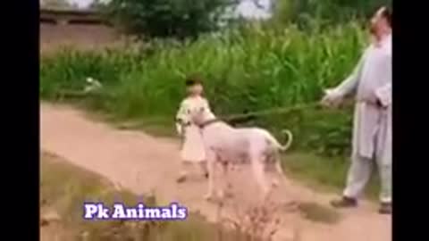 power of Kohati gultair vs Power of Pakistani bully dog | 2 Most Powerful Pakistani Dogs |Pk Animals