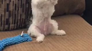 White dog begs for food on red couch