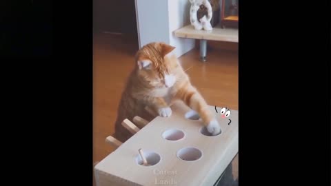 Cute and Funny Cat Pranks with Tricks never imagined