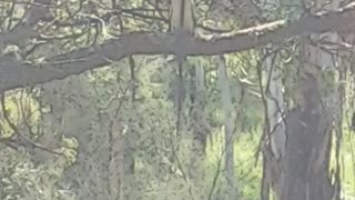 Kookaburra Snacking on a Snake