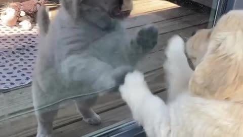 Golden Retriever Puppy Plays With Her Reflection In The Glass Door