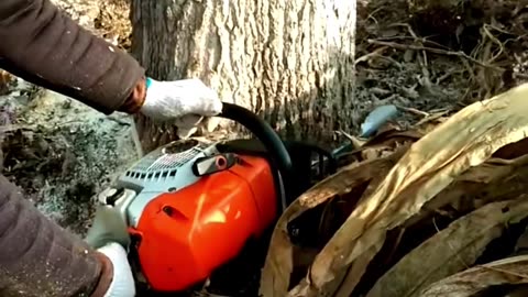 Forest Cleaning Duty: Challenging Tree Cutting6 #shorts #lumberjack #treecutting