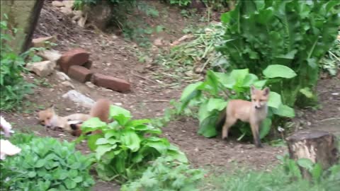 Red fox cubs 3