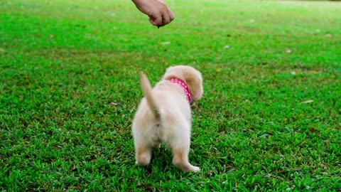 cute dog try to grab a snack