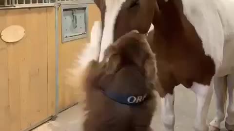 Dog Gives a Hug to Horse.. Happy Father's Day