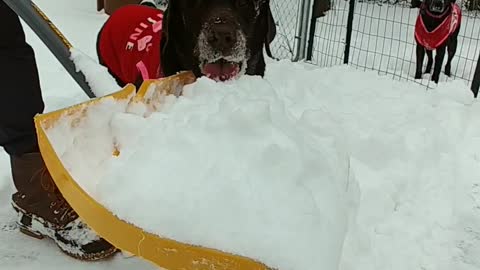 Snow removal help from Chuckie the dog