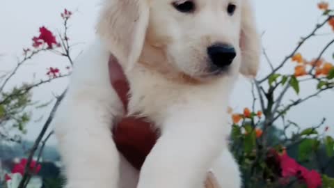 See this most beautiful puppy golden retriever😍