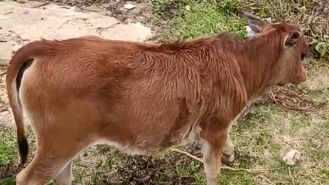 Lovely calf