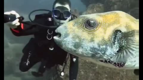 Worlds BIGGEST Pufferfish selfie 🤗