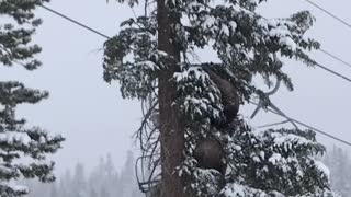 Mother Bear and Cub Spotted by Skiers