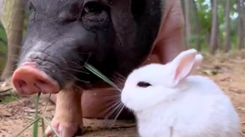 The friendship between pigs and rabbits