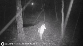 Backyard Trail Cam - Coyotes Chasing Deer
