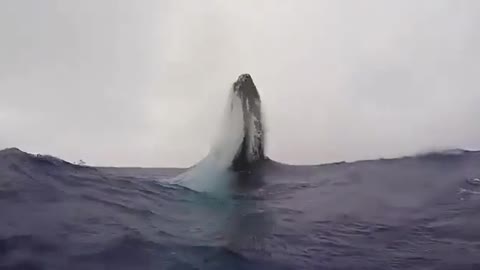 Humpback whale jumps in front of photographer