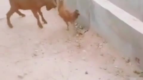 Goat fighting with chicken Funny videos