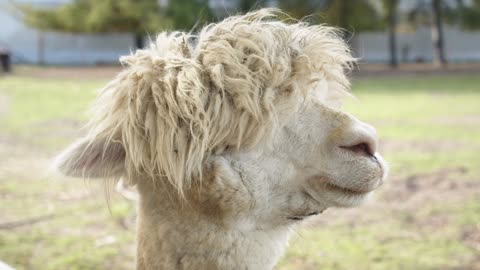 Alpaca Closeup