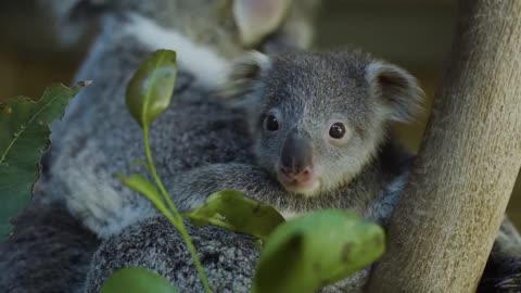Most precious Koala Joey moments ever! -12