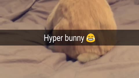 Hyper Bunny Bounces All Over