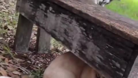 Two cats playing together on Bench