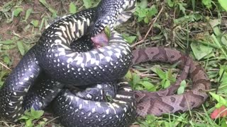 Kingsnake Caught Constricting Venomous Copperhead Snake