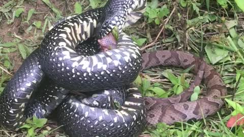 Kingsnake Caught Constricting Venomous Copperhead Snake