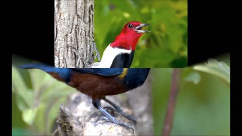 Some of the most beautiful birds in the world and their names