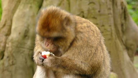 A gorilla eats apples in a funny way and enjoys it.