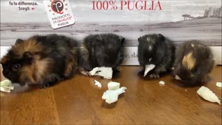 Small Guinea Pigs Eating