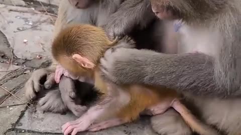 baby monkey cute animals 16