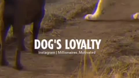 Loyality of dog