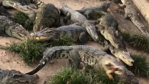 There are so many crocodiles there I threw something there