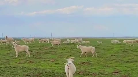 The broad grassland is a paradise of cattle and sheep