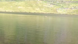 My dog swims Llyn Cwmorthin