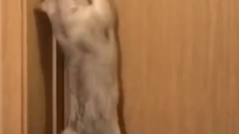 Funny cat 🐈 opening a door