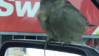 Bird with an Odd Beak