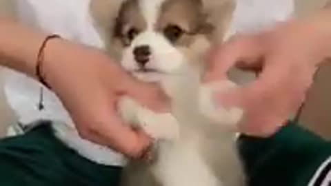 Cute dog playing with its owner-Funny dog