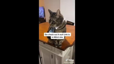 cats funny viral