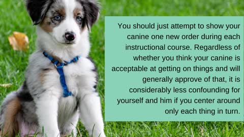 Peter Salzano - Simple Tips Made Easy To Help You Figure Out Dogs