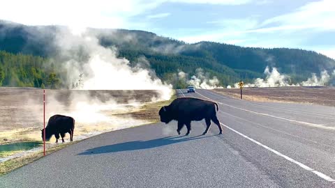Impatient Driver Creates Close Call for Crossing Bison