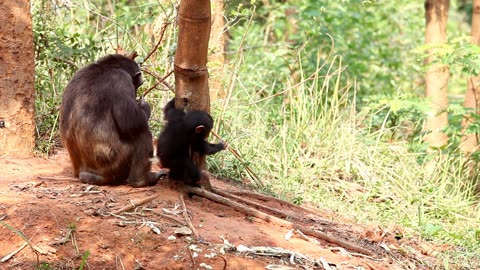 10 things you probably didn't know about a Chimpanzee