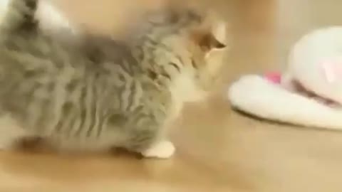 Cute cat are playing