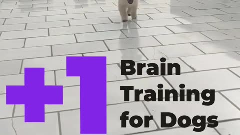 5 tips of dog training #dogshort